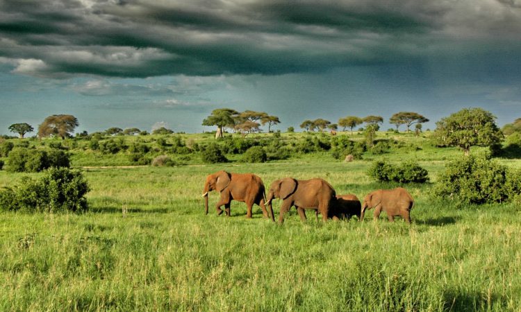Tarangire-National-Park-elephants-roaming-2-2000x1024