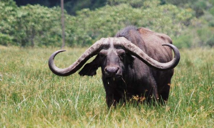 arusha-national-park-day-trip